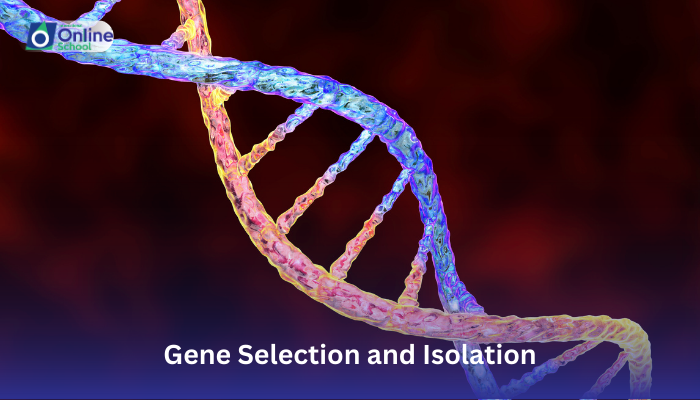 Lesson 04: Describing Gene Selection and Isolation